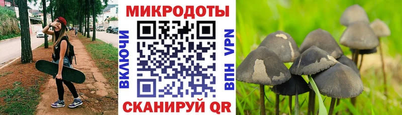 ссылка на мегу рабочий сайт  Кологрив  Галлюциногенные грибы Psilocybe 